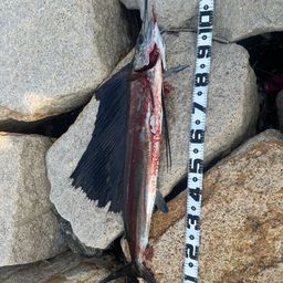 バショウカジキ