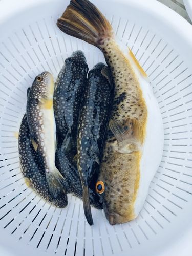 ショウサイフグの釣果