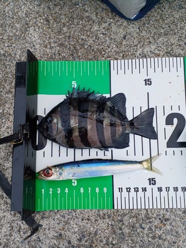 ウルメイワシの釣果