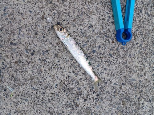 ウルメイワシの釣果