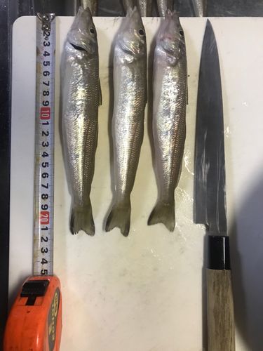 シロギスの釣果