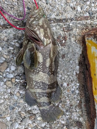 タマカイの釣果