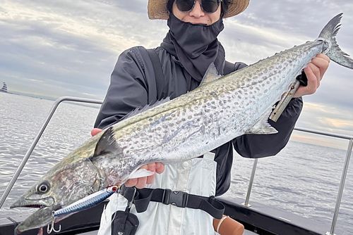 サワラの釣果