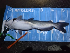 チャネルキャットフィッシュの釣果