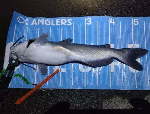 チャネルキャットフィッシュの釣果