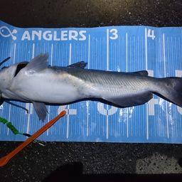 チャネルキャットフィッシュ