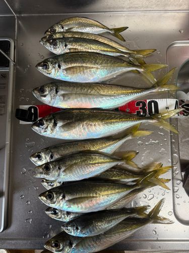アジの釣果