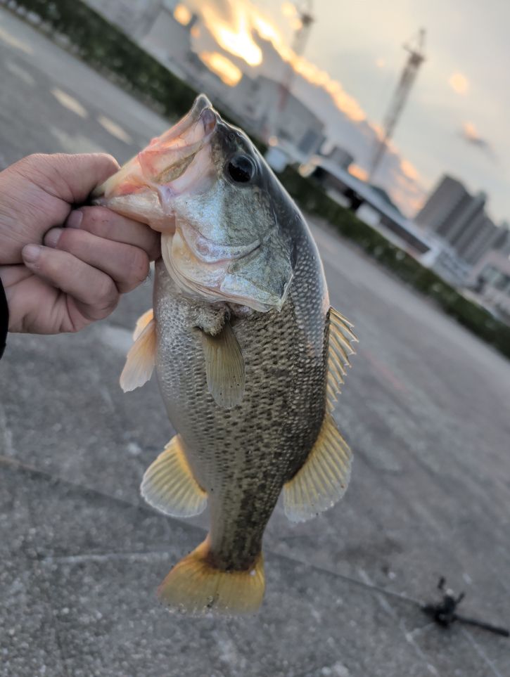 生き餌の親子 さんの 2025年11月02日のブラックバスの釣り・釣果情報