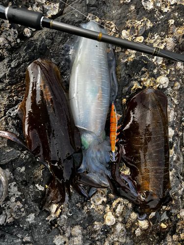 アオリイカの釣果