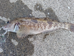 アイナメの釣果