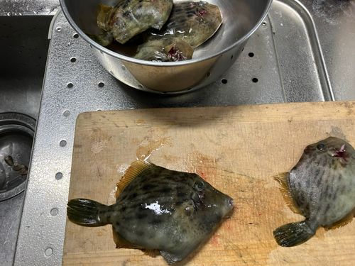 カワハギの釣果