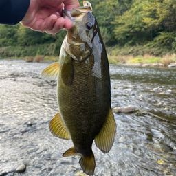 スモールマウスバス