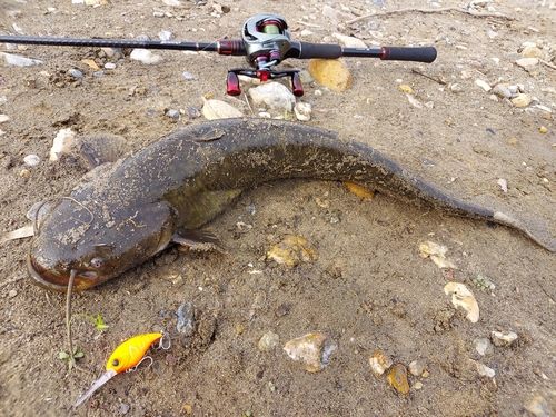 ナマズの釣果