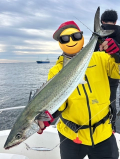 サワラの釣果