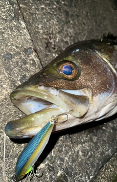 スズキの釣果