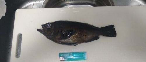 シロメバルの釣果