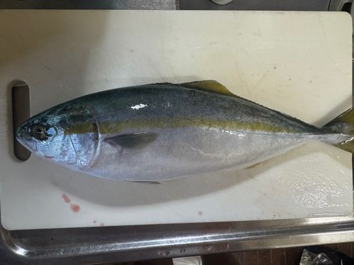 ヤズの釣果