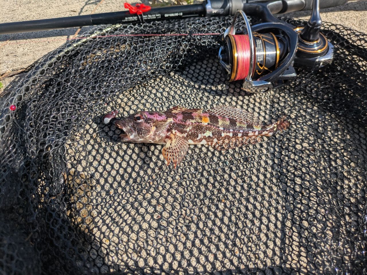 最終値下げ！早いもの勝ち！！ダイワ21カルディア　LT2500S 楽天市場】カルディア lt2500sの通販