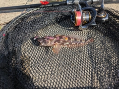 アナハゼの釣果