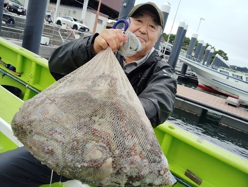 マダコの釣果