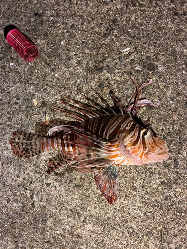 ミノカサゴの釣果