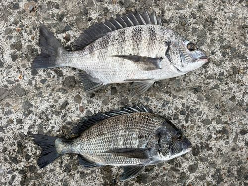 クロダイの釣果