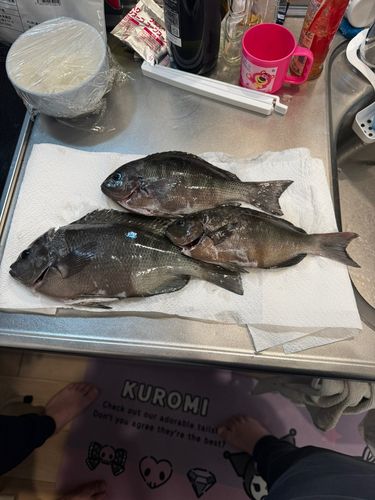 メジナの釣果
