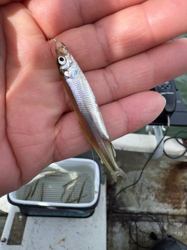ワカサギの釣果