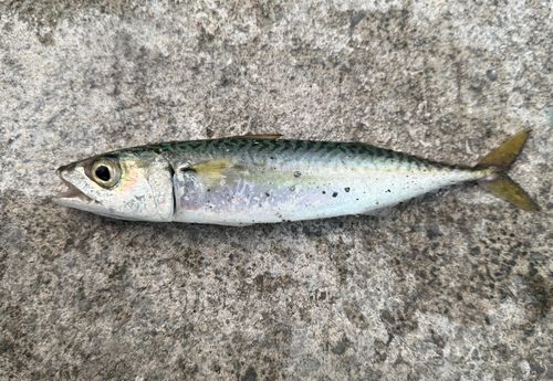 サバの釣果