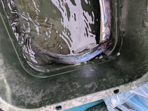 タチウオの釣果