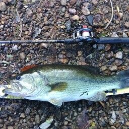 ラージマウスバス