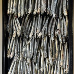 カタクチイワシ