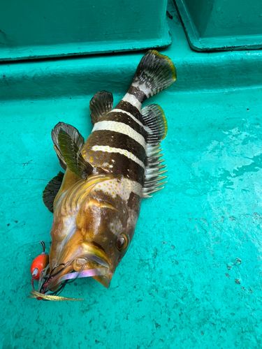 アオハタの釣果