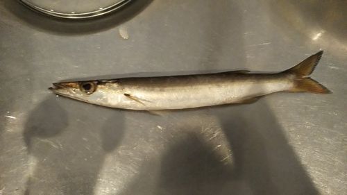 アカカマスの釣果