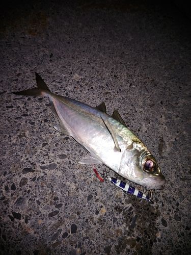 メアジの釣果