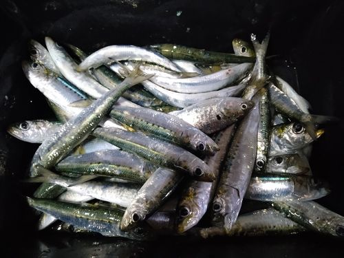 マイワシの釣果