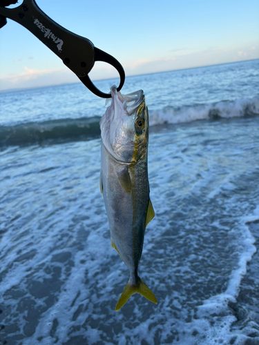 フクラギの釣果