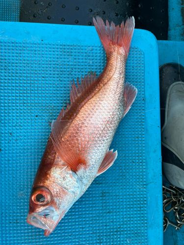 アカムツの釣果