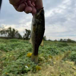 ラージマウスバス