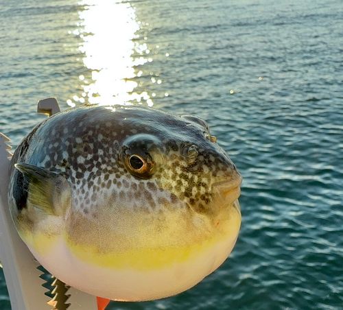 フグの釣果
