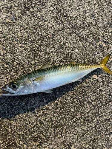 サバの釣果