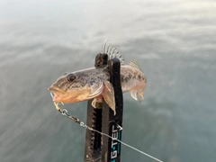 マハゼの釣果