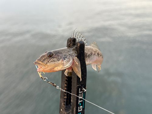マハゼの釣果