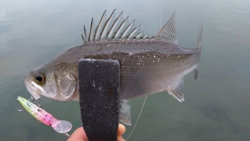 セイゴ（ヒラスズキ）の釣果