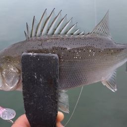 セイゴ（ヒラスズキ）