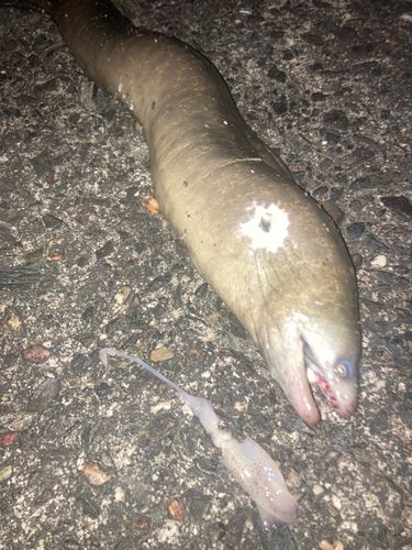 アミメウツボの釣果