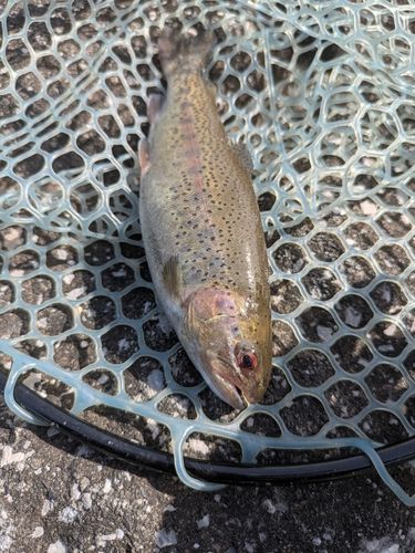 ニジマスの釣果