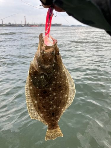ヒラメの釣果