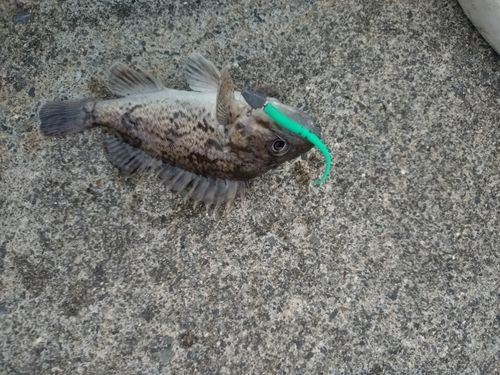 クロソイの釣果