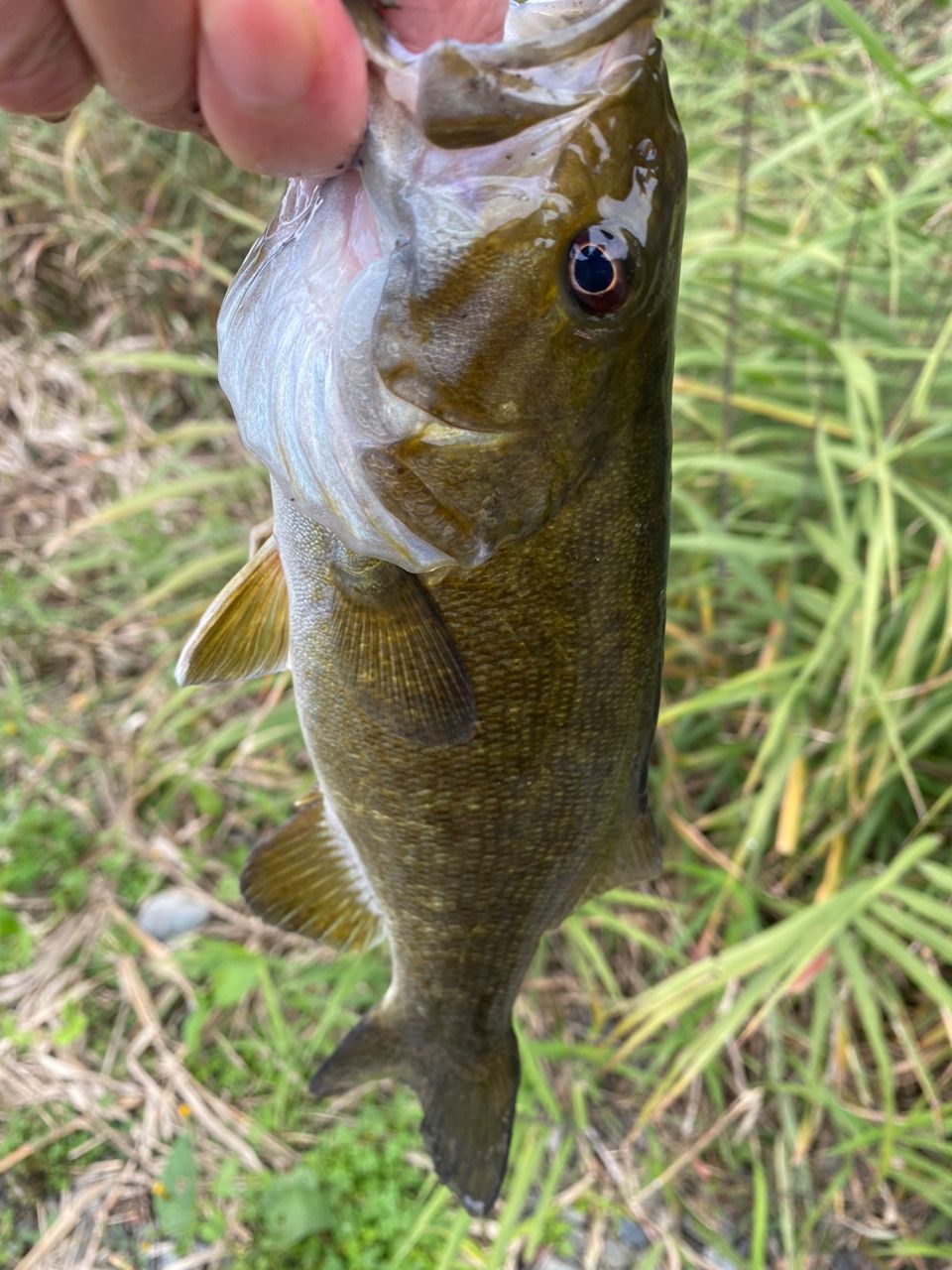 スモールマウスバス